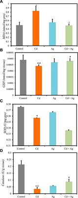 Therapeutic potential of silver nanoparticles from Helianthemum lippii extract for mitigating cadmium-induced hepatotoxicity: liver function parameters, oxidative stress, and histopathology in wistar rats